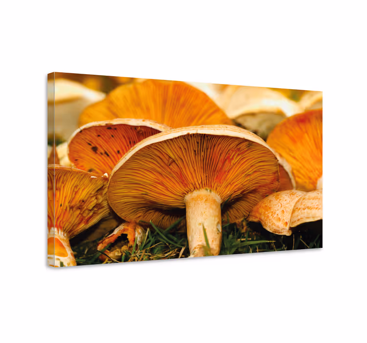 Dipinto con fiori e piante dettagli funghi - TenStickers