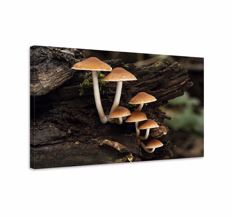 Dipinto con fiori e piante raggruppamento di funghi - TenStickers
