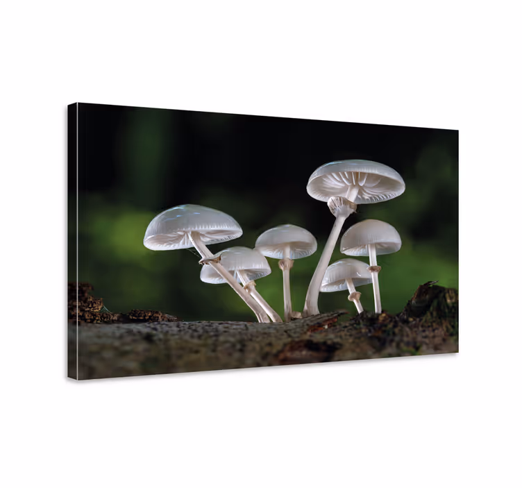 Dipinto con fiori e piante scena della foresta di funghi - TenStickers