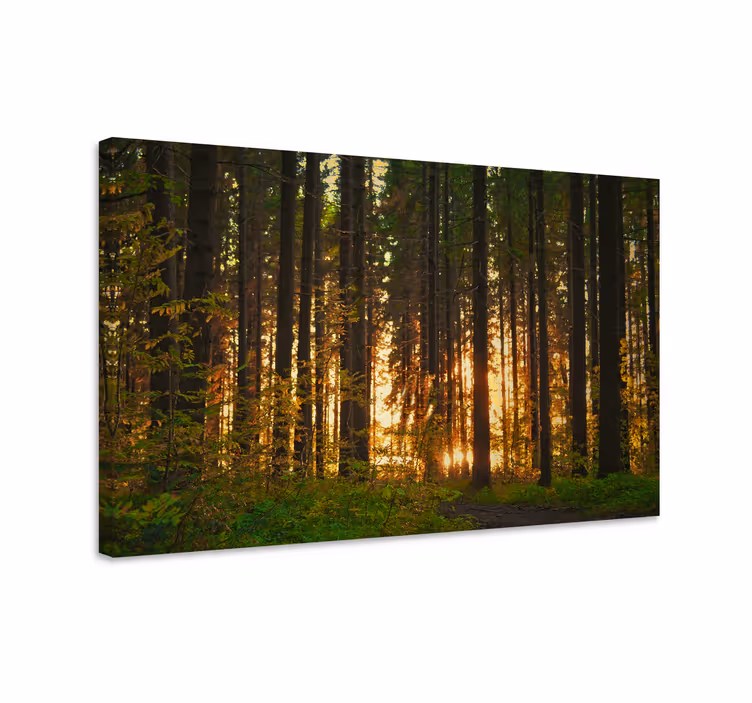 Dipinto di paesaggio boschivo illuminato - TenStickers