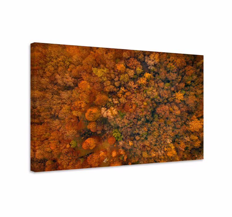 Dipinto alberi copertura forestale d'autunno - TenStickers