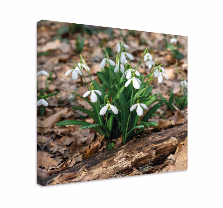 Dipinto con fiori e piante fiori di bucaneve fioriti - TenStickers