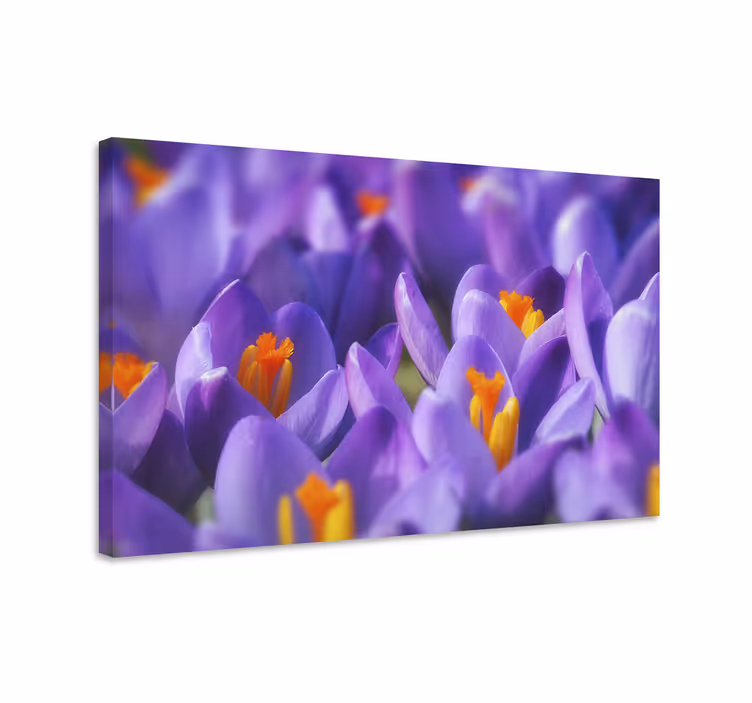Dipinto con fiori e piante fiori di croco vibranti - TenStickers