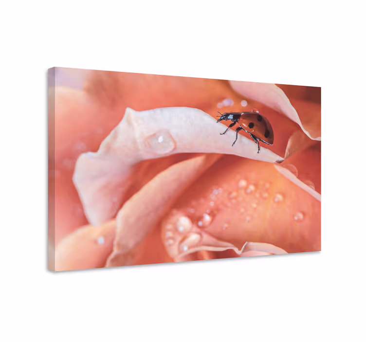 Dipinto con fiori e piante coccinella su rosa - TenStickers