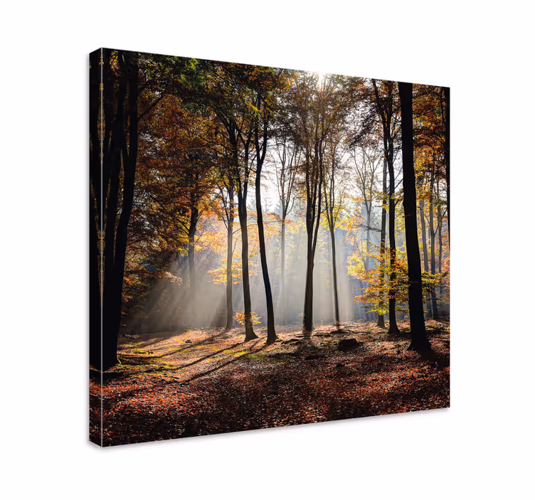 Dipinto di paesaggio raggi di luce nella foresta - TenStickers