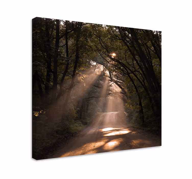 Dipinto di paesaggio sentiero del bosco al sole - TenStickers