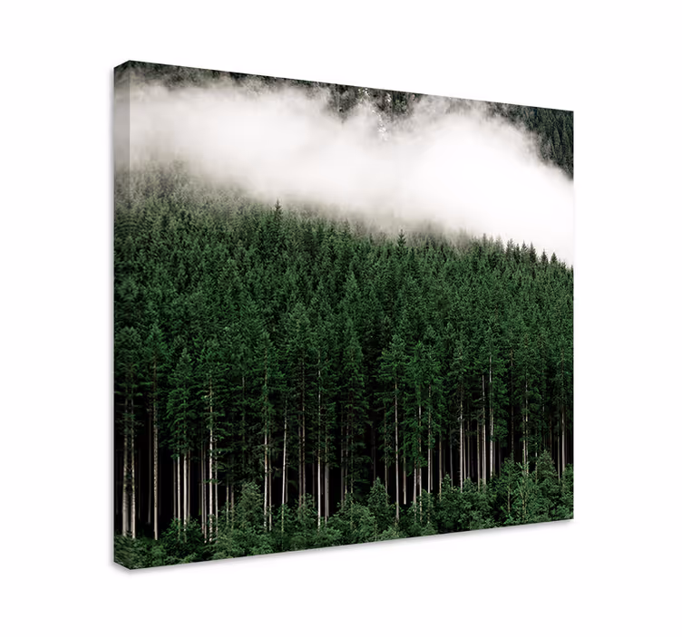 Dipinto alberi foresta sempreverde nebbiosa - TenStickers