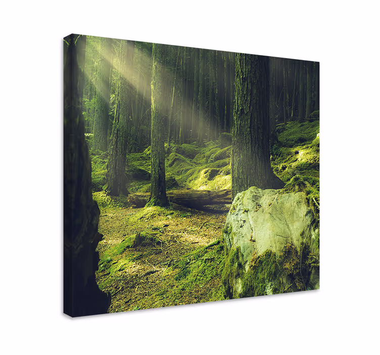 Dipinto alberi sentiero nel bosco illuminato - TenStickers