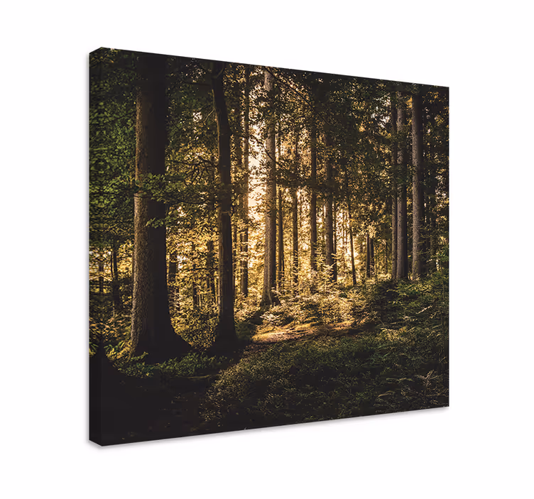 Dipinto di paesaggio scenari di foresta luminosa - TenStickers