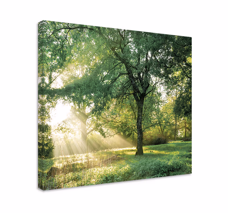 Dipinto alberi luce del sole tra gli alberi - TenStickers