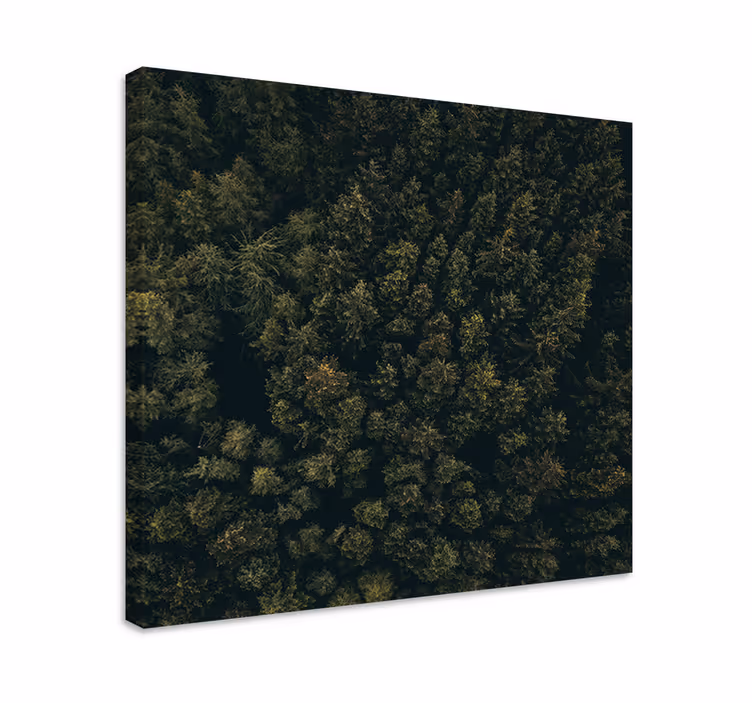 Dipinto alberi copertura lussureggiante della foresta - TenStickers