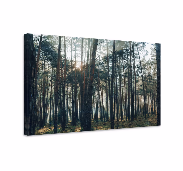 Dipinto alberi luce maestosa della foresta - TenStickers