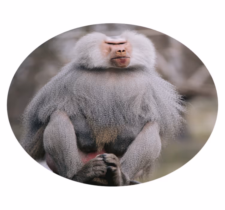 Tappeto vinile animali babbuini seduti tranquillamente - TenStickers
