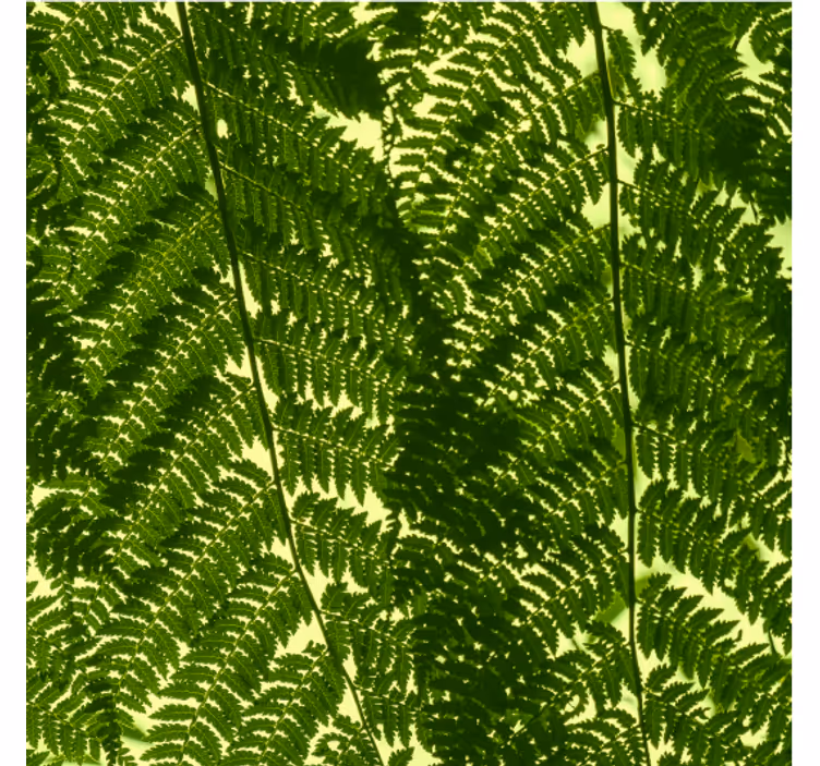 Carta da parati nordica pianta di felce verde - TenStickers