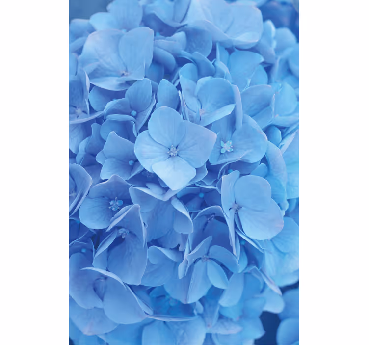 Carta da parati floreale ortensia - TenStickers