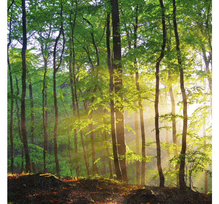 Tenda a rullo alberi luce naturale nel bosco - TenStickers
