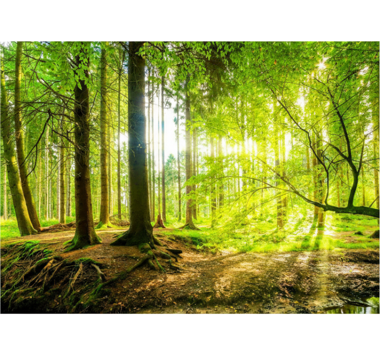 Tenda a rullo alberi valle montana lussureggiante - TenStickers