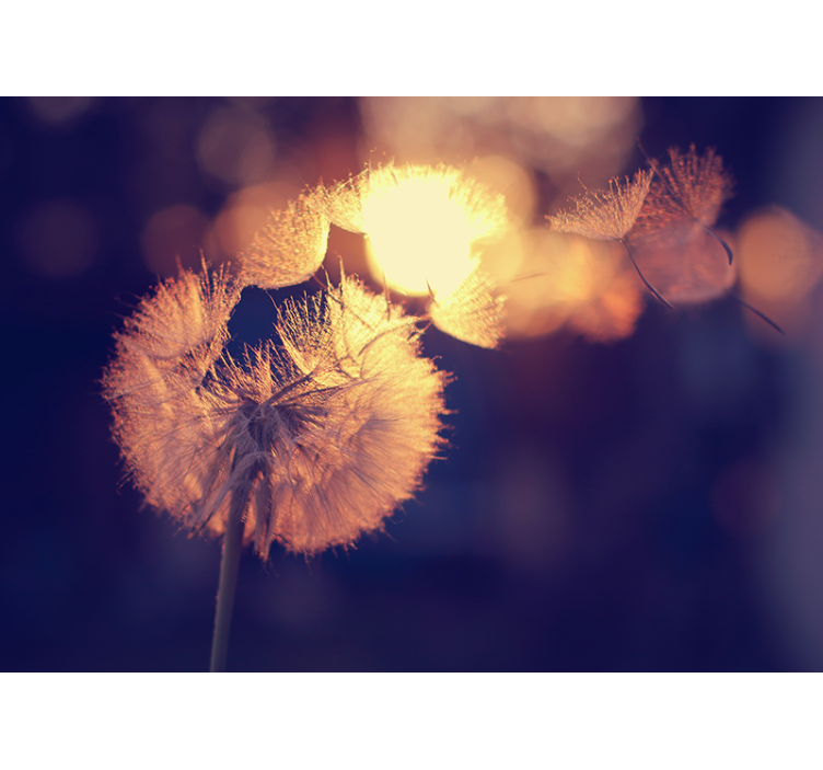 Tenda a rullo cucina design dente di leone - TenStickers