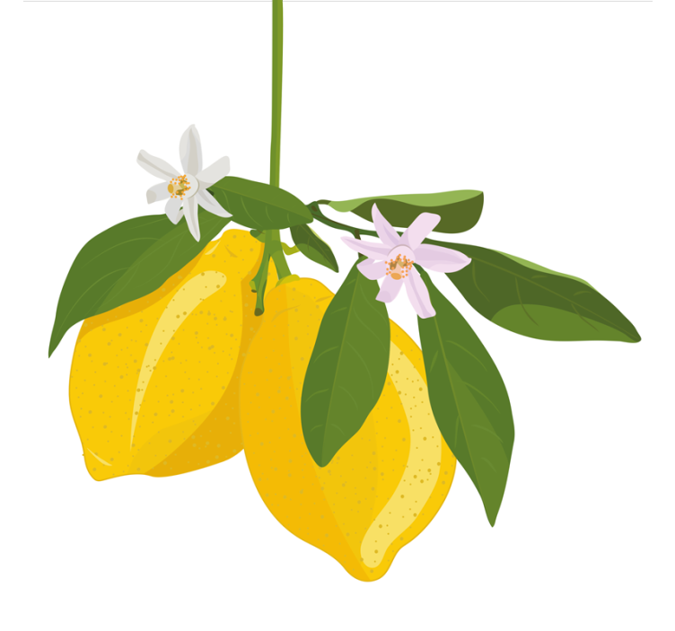 Tenda a rullo cucina albero di limone - TenStickers