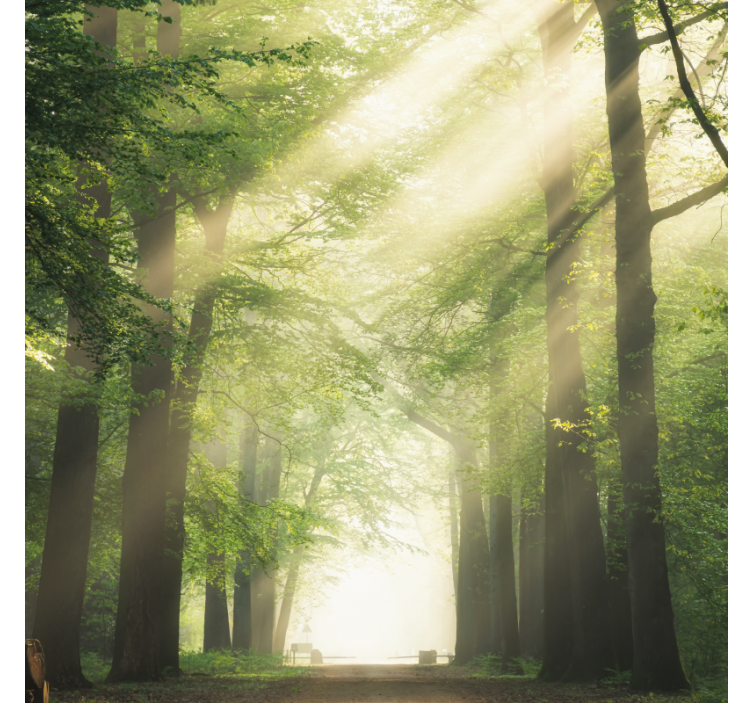 Tenda a rullo soggiorno foresta verde con sole - TenStickers