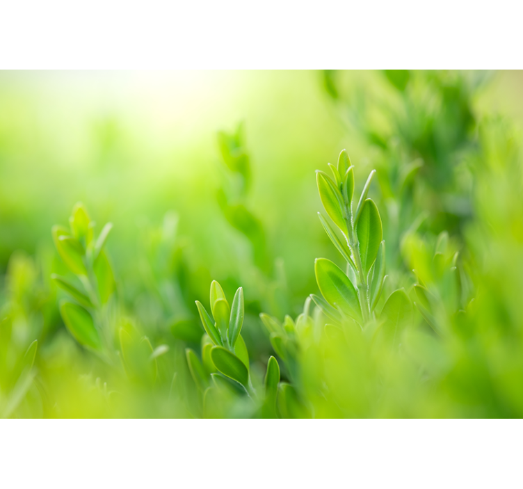 Tenda a rullo soggiorno foglie verdi primaverili - TenStickers