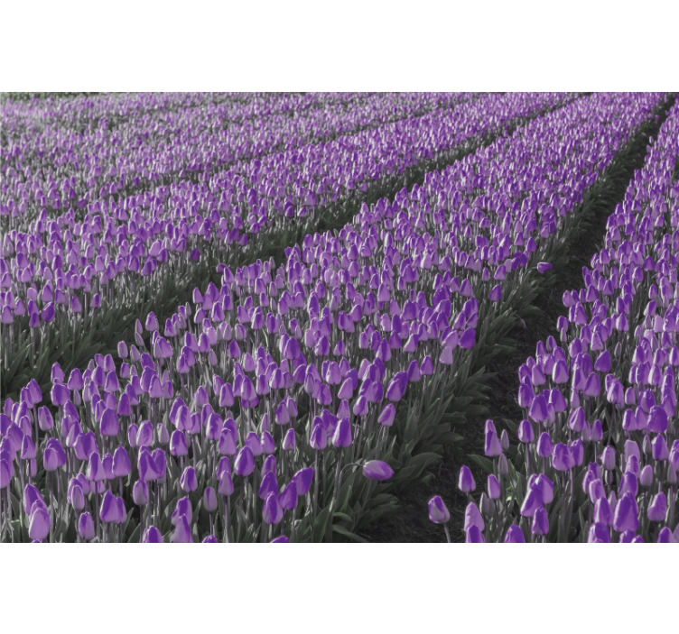 Tenda a rullo soggiorno campo di tulipani - TenStickers