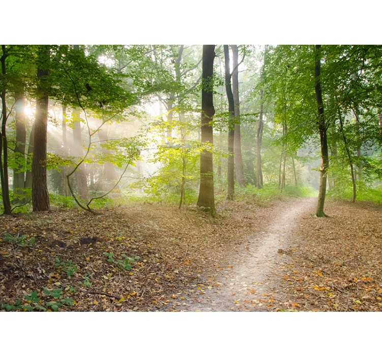 Tenda a rullo soggiorno sentiero nella foresta - TenStickers