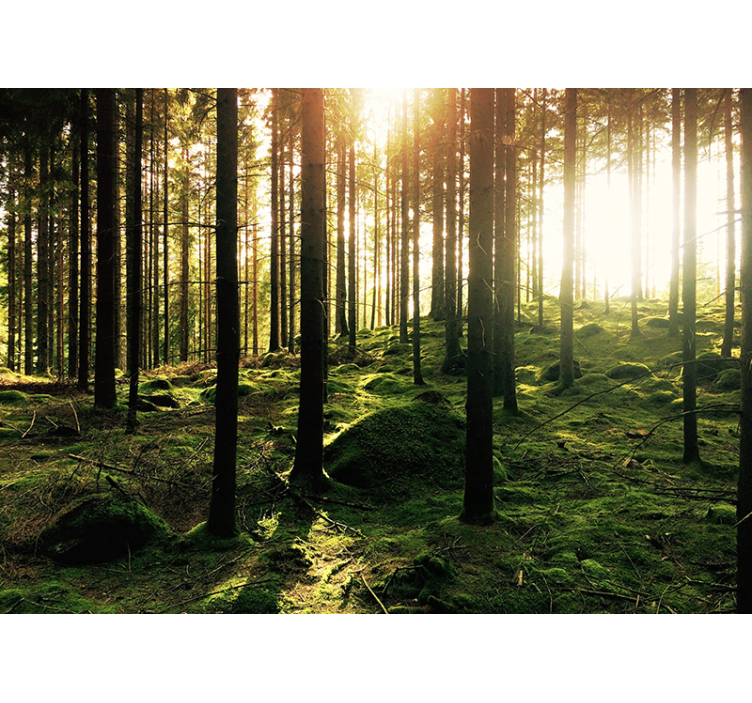 Tenda a rullo soggiorno foresta soleggiata - TenStickers