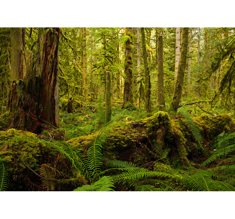 Tenda a rullo soggiorno verde foresta - TenStickers