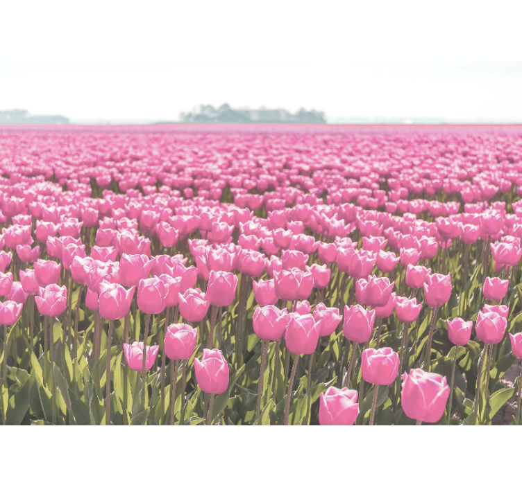Tenda a rullo soggiorno campo di tulipani rosa diversi - TenStickers