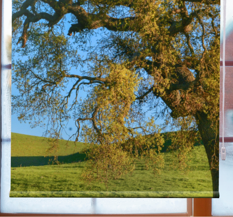 Tenda a rullo con fotografia di albero - TenStickers