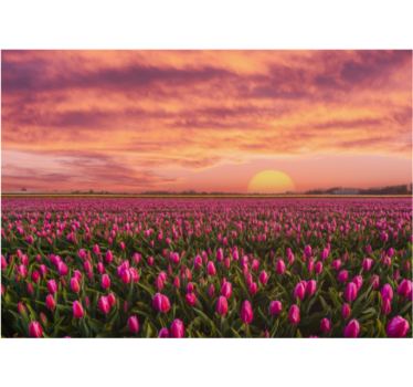 Tenda a rullo soggiorno alba e tulipani - TenStickers