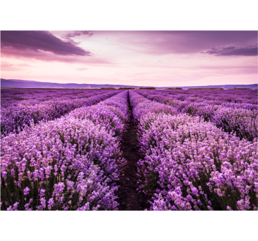 Tenda a rullo soggiorno un'immagine viola con fiori - TenStickers