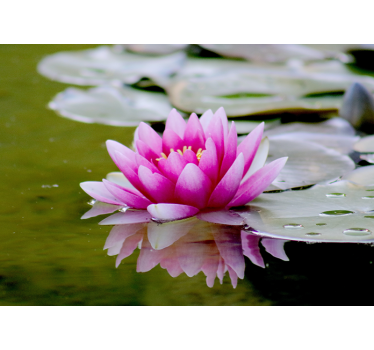Tenda a rullo soggiorno fiore di loto rosa zen - TenStickers