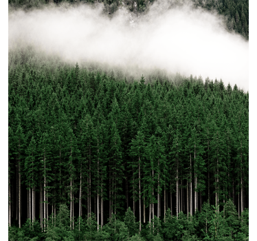 Tenda a rullo soggiorno vista aerea pini naturali - TenStickers