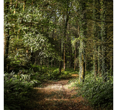 Tenda a rullo soggiorno sentiero foglioso nella foresta - TenStickers