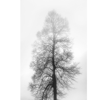 Tenda a rullo albero Scala di grigi - TenStickers