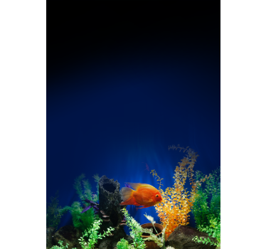 Tende a rullo animali diversi Vita in acquario - TenStickers