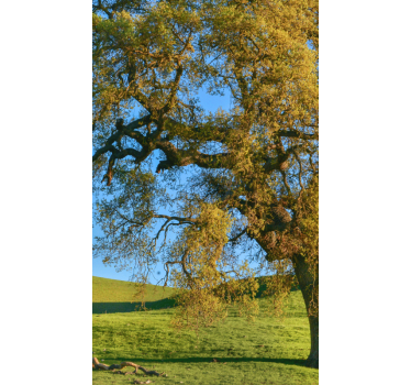Tenda a rullo con fotografia di albero - TenStickers