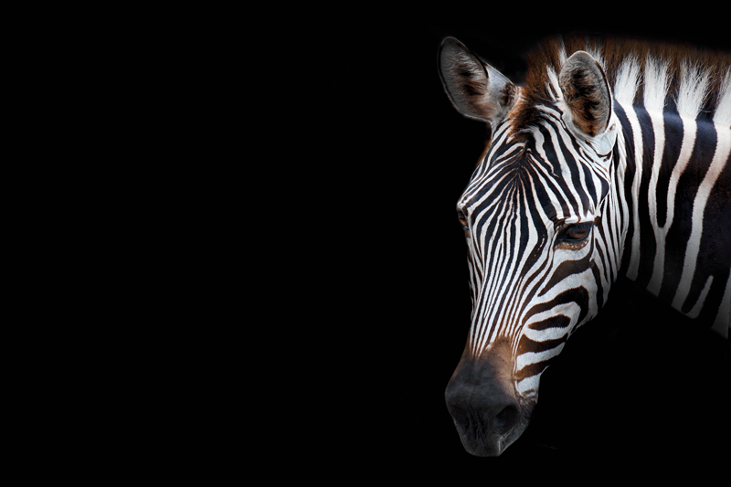 Tovaglietta americana originale testa di zebra dettagliata - TenStickers