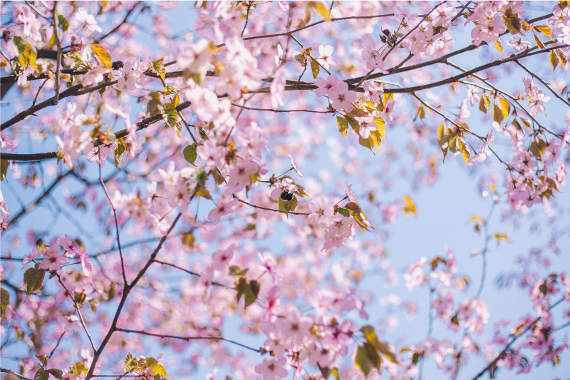 Tovaglietta americana textu fiori di ciliegio in fiore - TenStickers