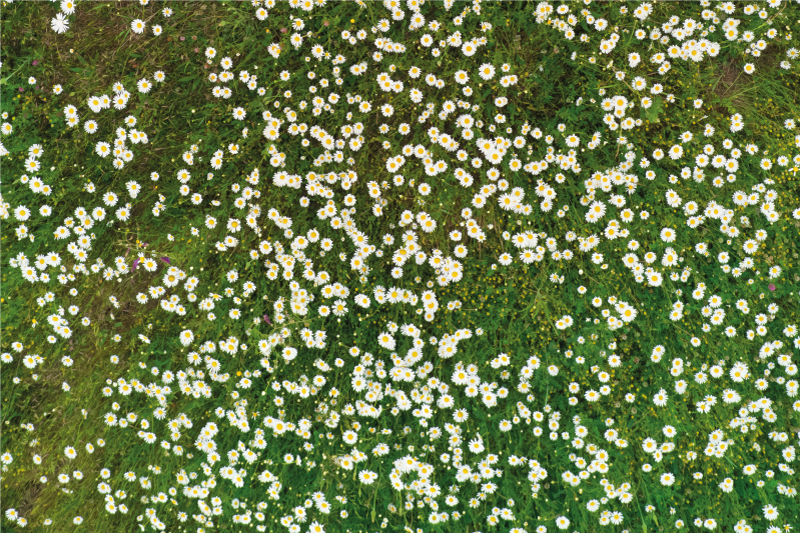 Tovaglietta americana textu motivo fiori freschi - TenStickers