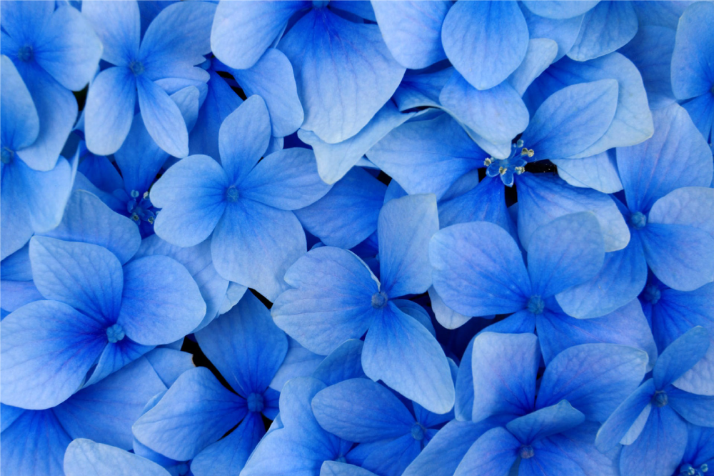 Tovaglietta americana textu motivo petali di ortensia - TenStickers