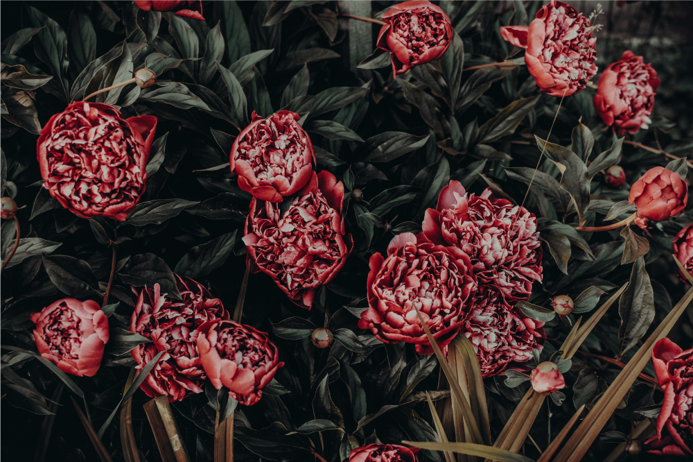Tovaglietta americana textu esplosione di fiori - TenStickers