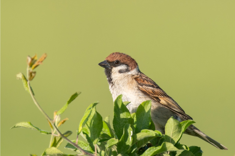 Tovaglietta americana moderna uccello su verde - TenStickers