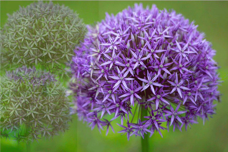 Tovaglietta americana textu fiori viola vibranti - TenStickers