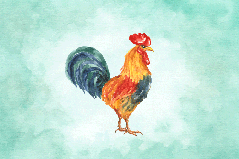 Tovaglietta americana originale illustrazione gallo colorato - TenStickers