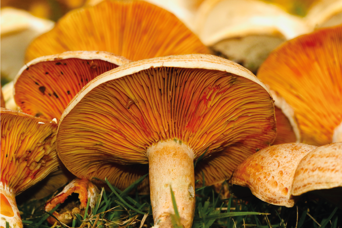 Tovaglietta americana originale funghi con ramen - TenStickers