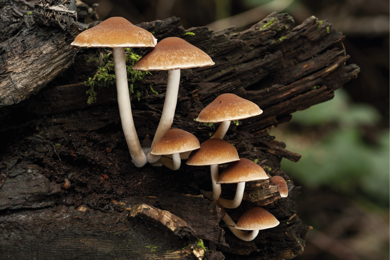 Tovaglietta americana originale ritratto di funghi - TenStickers