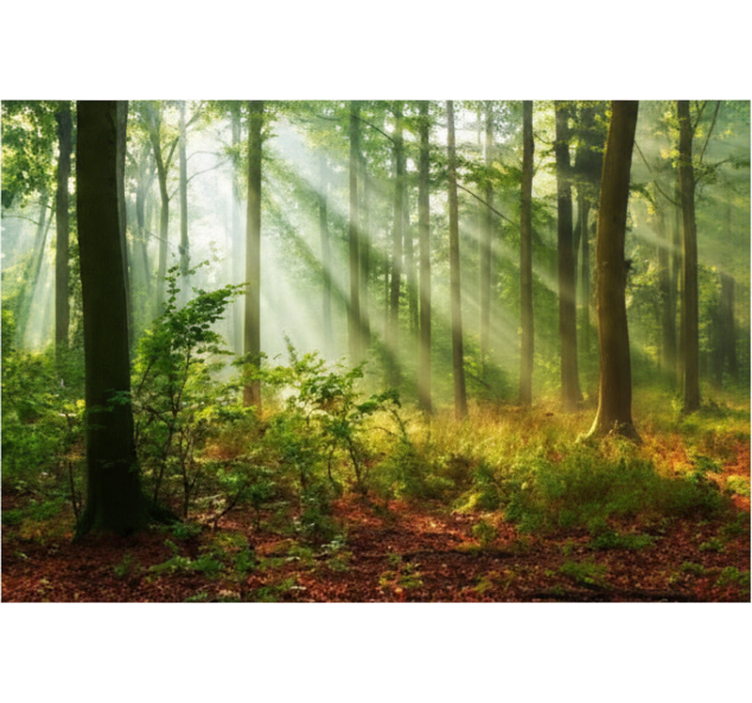 Fotomurale foresta boschetto mattutino illuminato - TenStickers